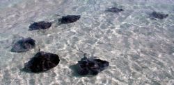 school of stingrays swimming at the stingray city sandbar... by Andrew Kubica 